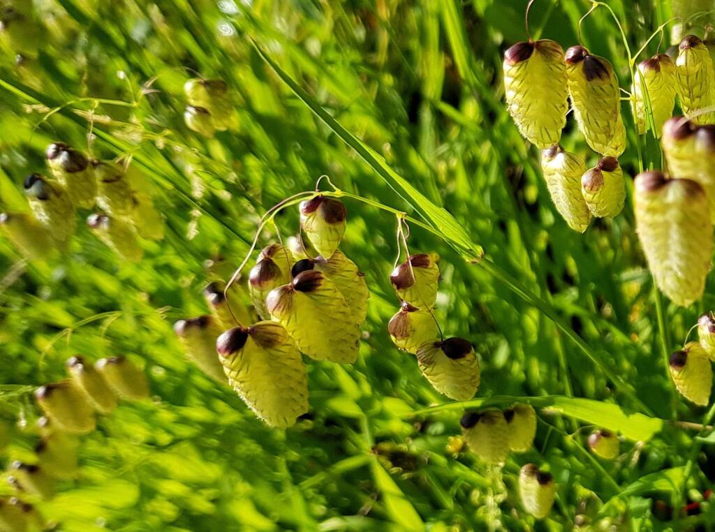 Blowfly Grass (Briza maxima), Dee Why, Northern Beaches NSW