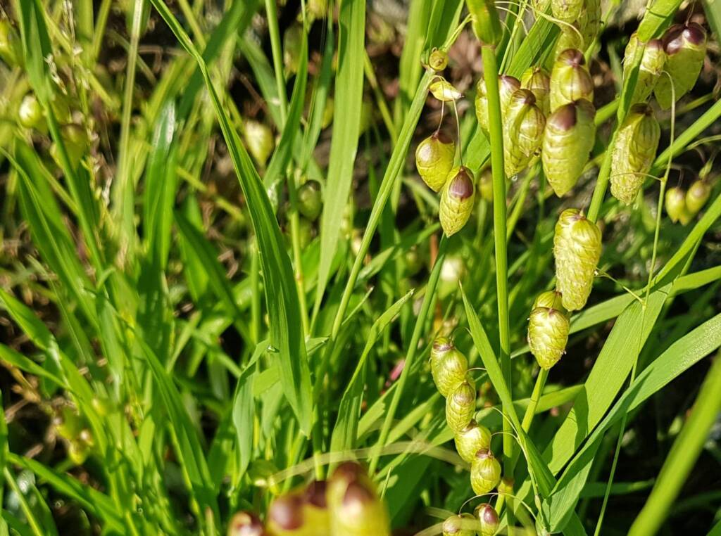 Blowfly Grass (Briza maxima), Dee Why, Northern Beaches NSW