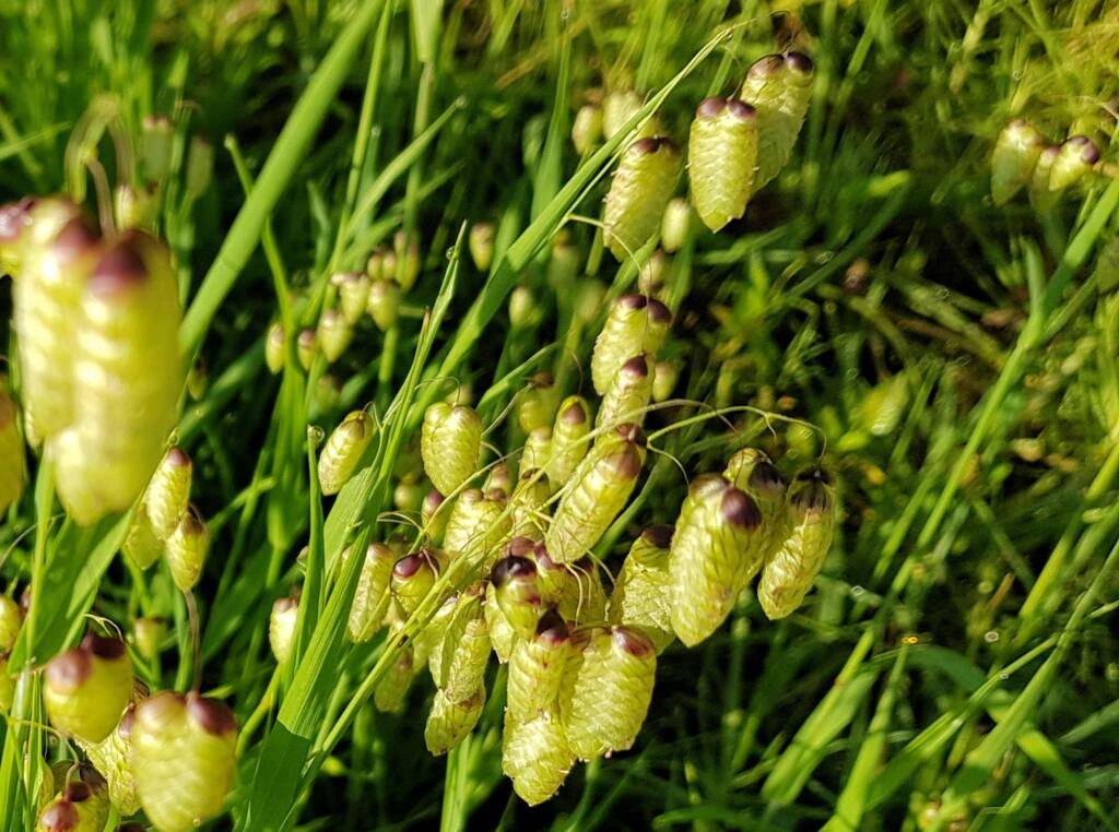 Blowfly Grass (Briza maxima), Dee Why, Northern Beaches NSW