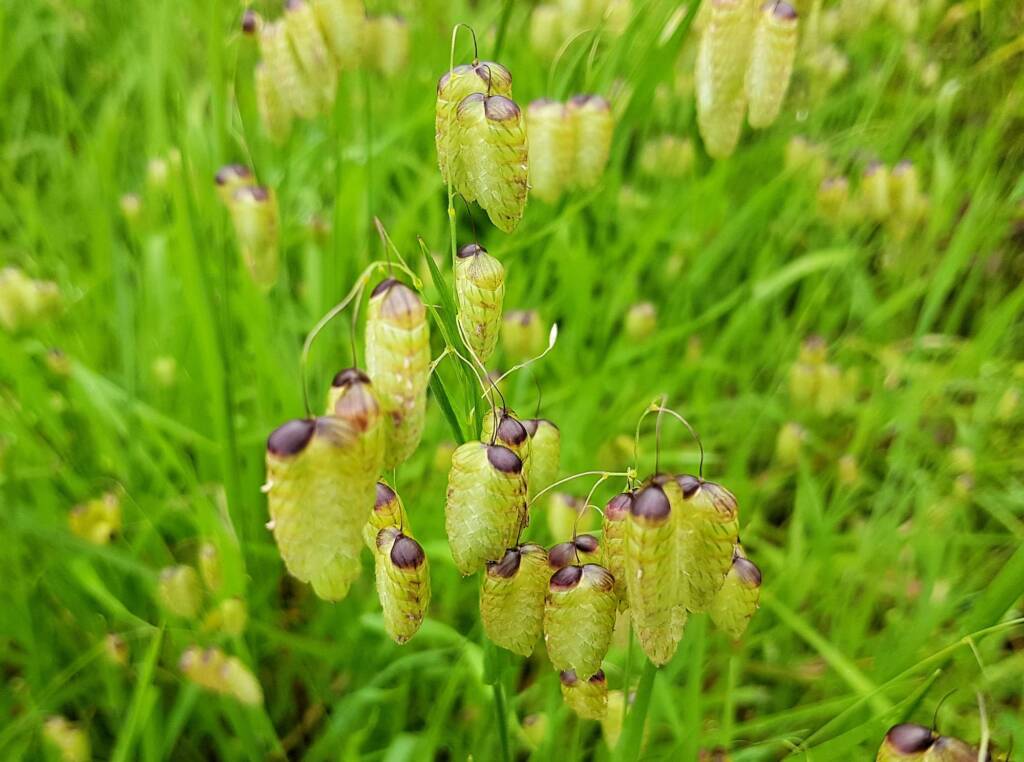 Blowfly Grass (Briza maxima), Dee Why, Northern Beaches NSW
