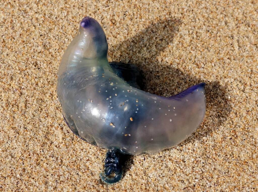 Bluebottle Jellyfish (Physalia utriculus), Northern Beaches NSW