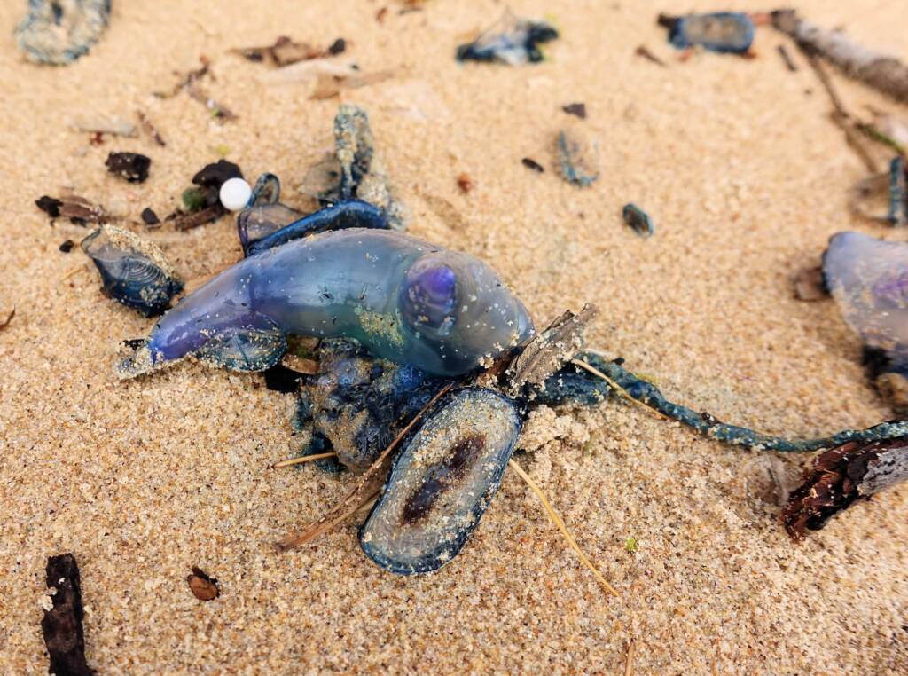 Bluebottle Jellyfish (Physalia utriculus), Northern Beaches NSW