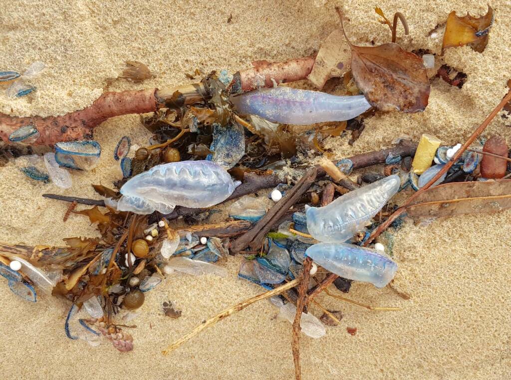Bluebottle Jellyfish (Physalia utriculus), Northern Beaches NSW