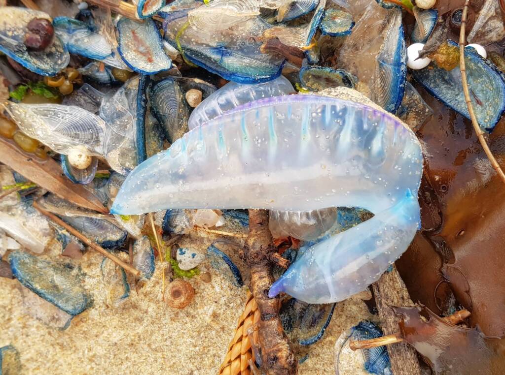 Bluebottle Jellyfish (Physalia utriculus), Northern Beaches NSW