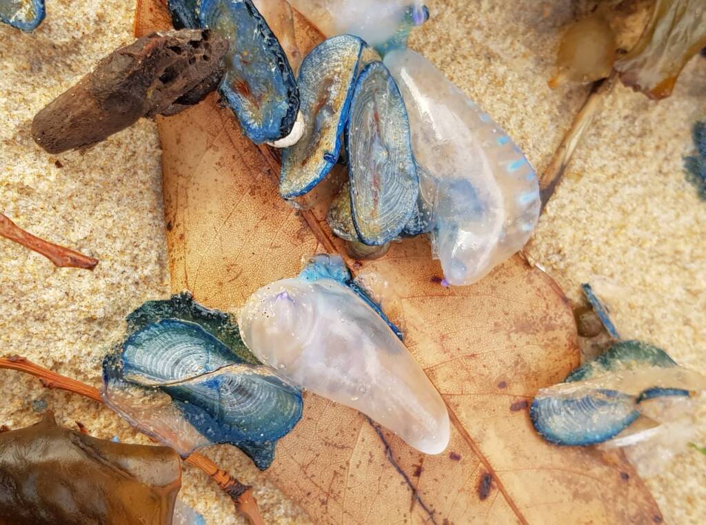 Bluebottle Jellyfish (Physalia utriculus), Northern Beaches NSW