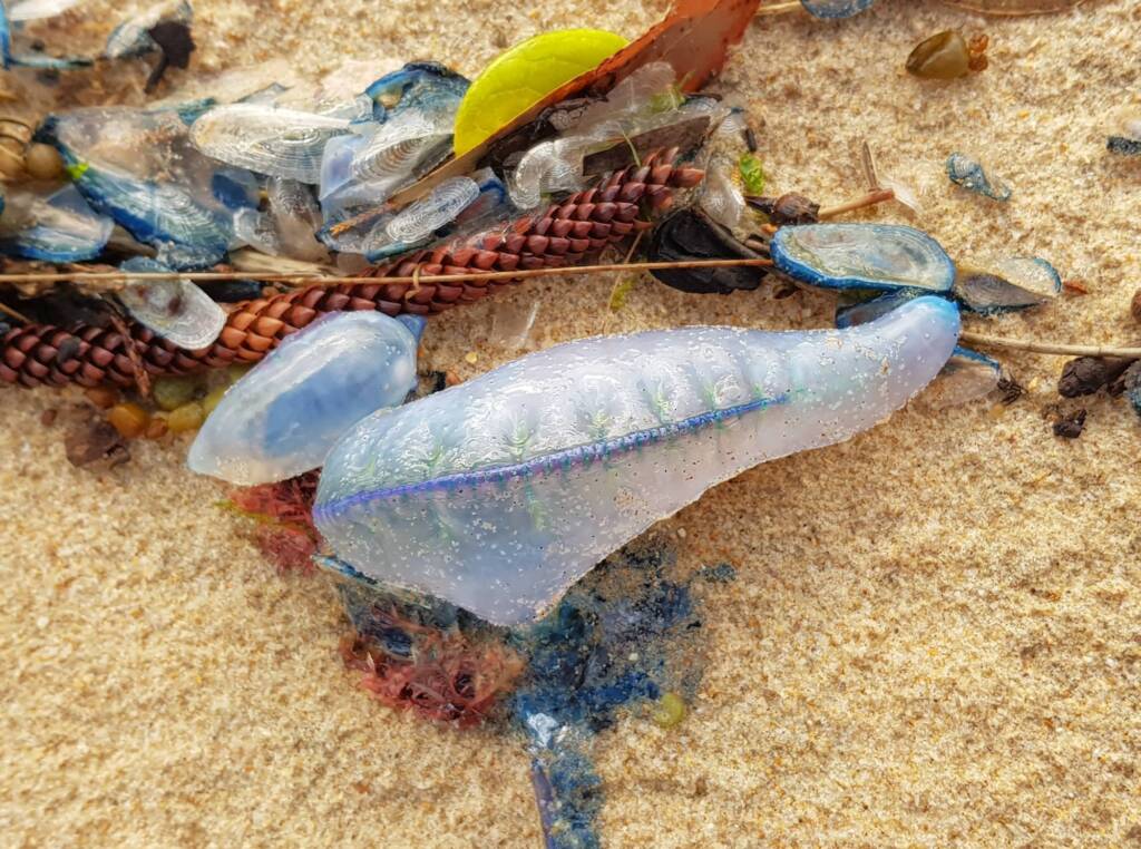 Bluebottle Jellyfish (Physalia utriculus), Northern Beaches NSW