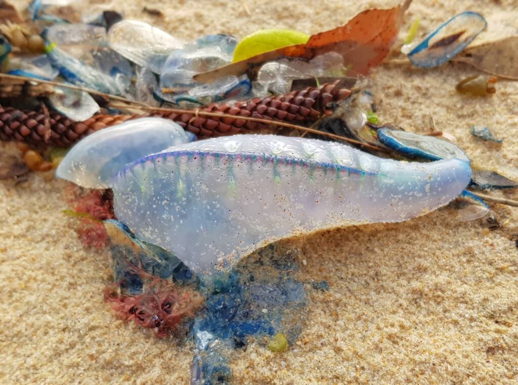 Bluebottle Jellyfish (Physalia utriculus), Northern Beaches NSW