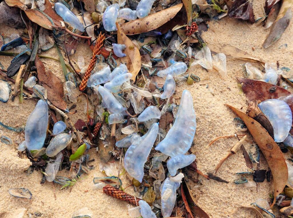 Bluebottle Jellyfish (Physalia utriculus), Northern Beaches NSW