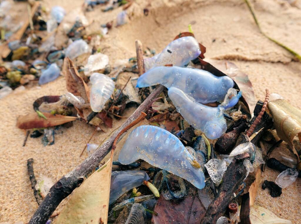 Bluebottle Jellyfish (Physalia utriculus), Northern Beaches NSW