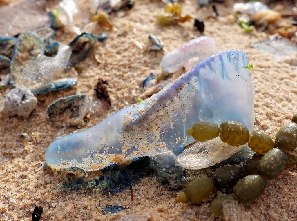 Bluebottle Jellyfish (Physalia utriculus), Northern Beaches NSW