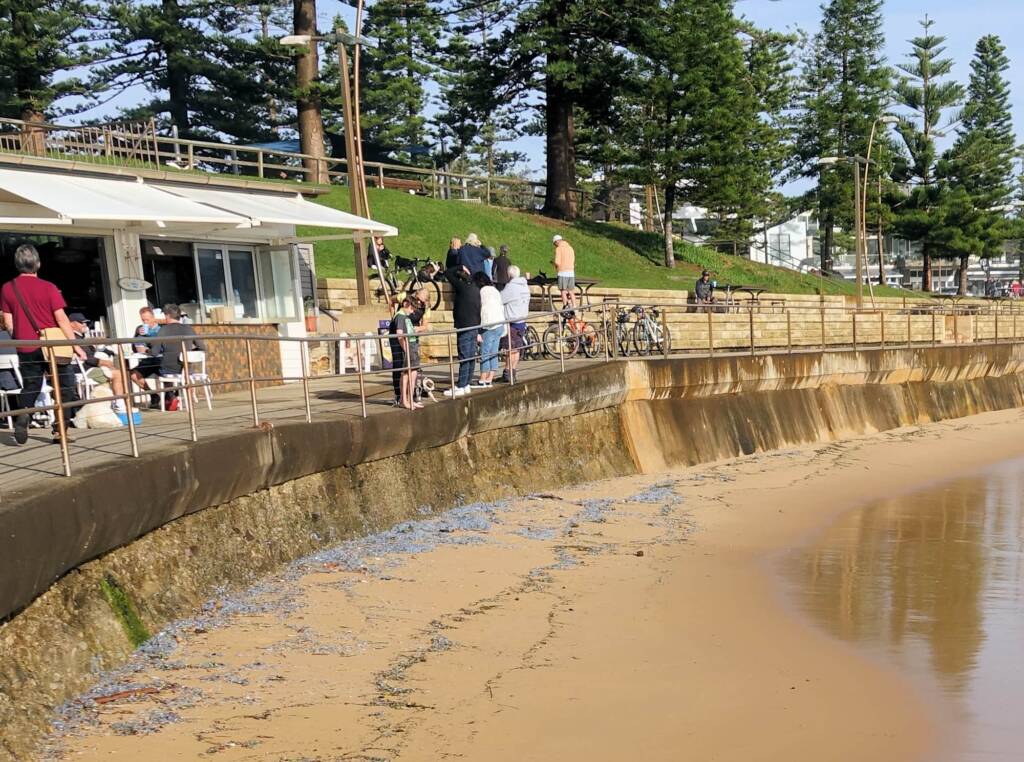 Bluebottle Jellyfish (Physalia utriculus) blown ashore at Dee Why, Northern Beaches NSW