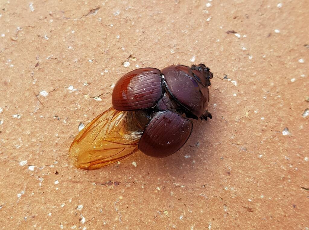 Bolboceratidae – Ausemade