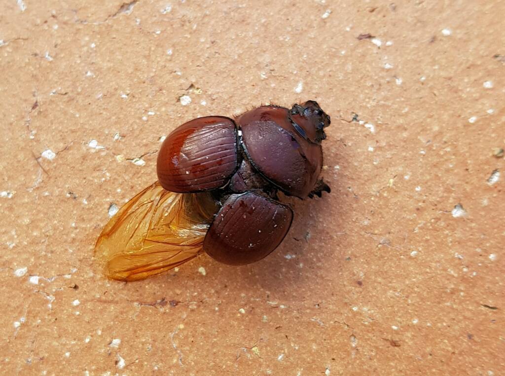 標本 Australia Bolboceratidae sp. 25mm Bolboceratidae – Ausemade