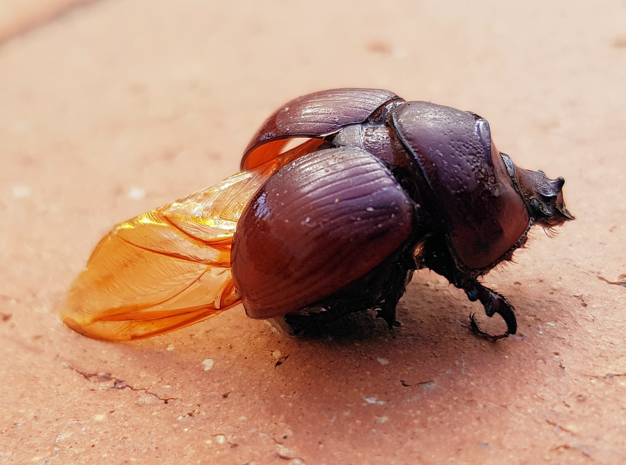 標本 Australia Bolboceratidae sp. 25mm Bolboceratidae – Ausemade