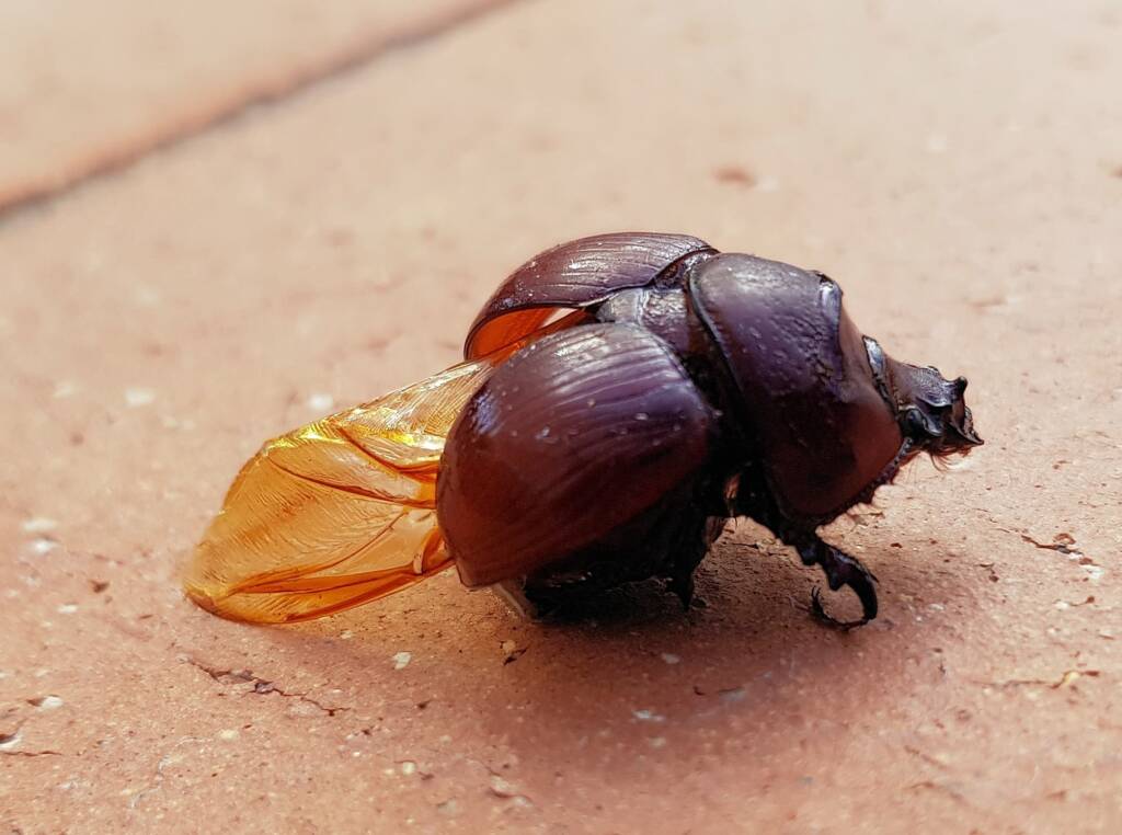 Family: Bolboceratidae beetle, Alice Springs NT