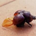 Family: Bolboceratidae beetle, Alice Springs NT