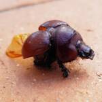 Family: Bolboceratidae beetle, Alice Springs NT
