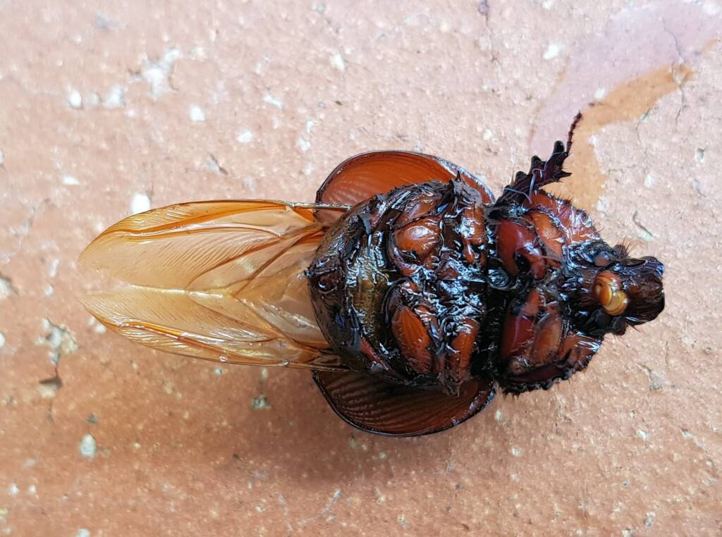 標本 Australia Bolboceratidae sp. 25mm Bolboceratidae – Ausemade