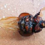 Family: Bolboceratidae beetle, Alice Springs NT