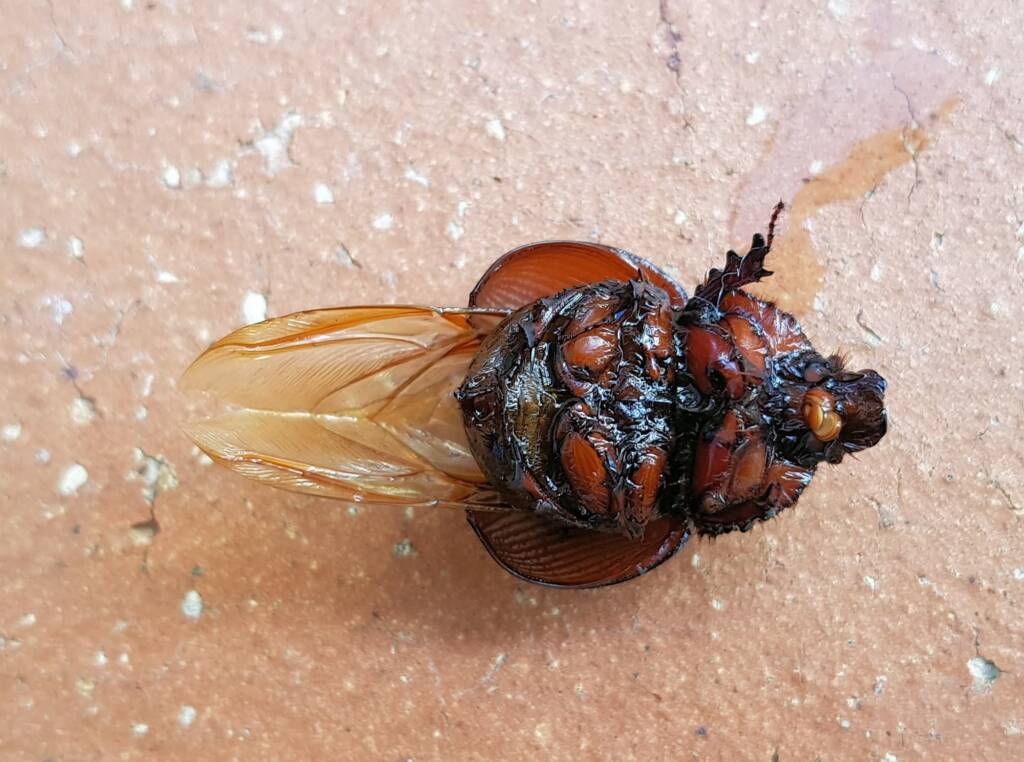 Family: Bolboceratidae beetle, Alice Springs NT