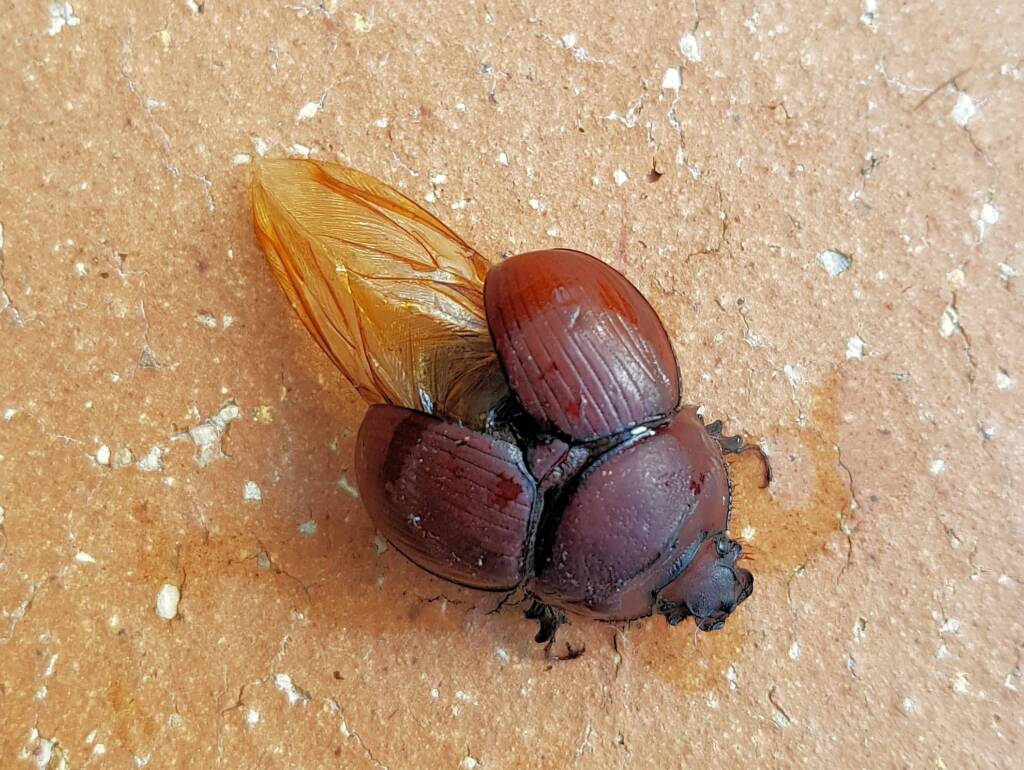 Family: Bolboceratidae beetle, Alice Springs NT