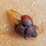 Family: Bolboceratidae beetle, Alice Springs NT