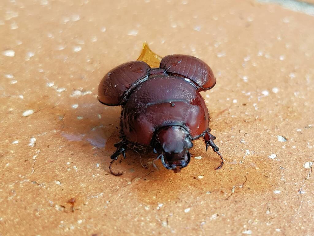 Bolboceratidae – Ausemade