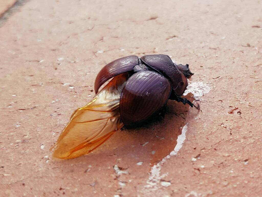 Family: Bolboceratidae beetle, Alice Springs NT