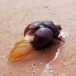 Family: Bolboceratidae beetle, Alice Springs NT