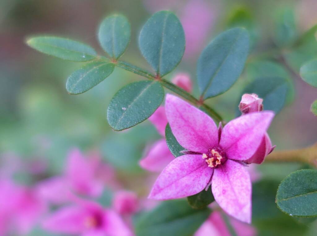 Boronia mollis x fraseri, Stony Range Regional Botanic Garden, Dee Why NSW