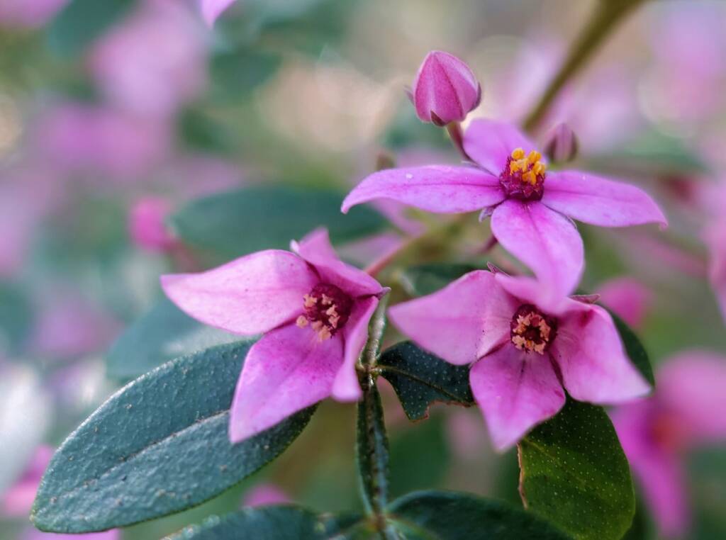 Boronia mollis x fraseri, Stony Range Regional Botanic Garden, Dee Why NSW