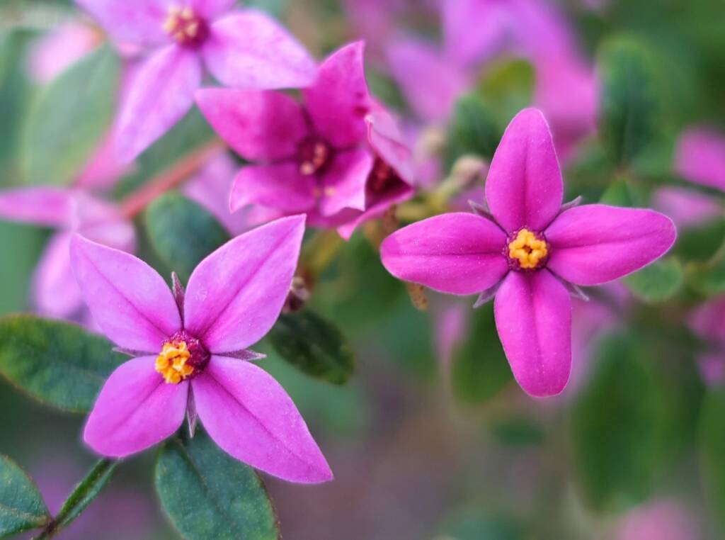 Boronia mollis x fraseri, Stony Range Regional Botanic Garden, Dee Why NSW