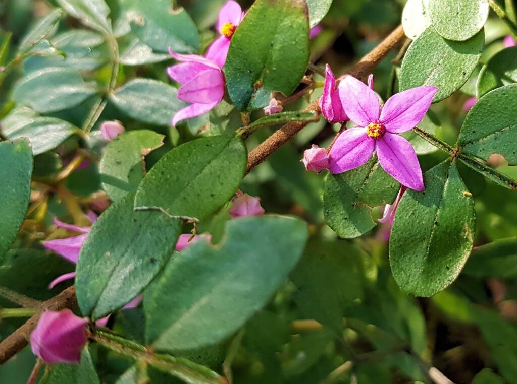 Boronia mollis x fraseri, Stony Range Regional Botanic Garden, Dee Why NSW