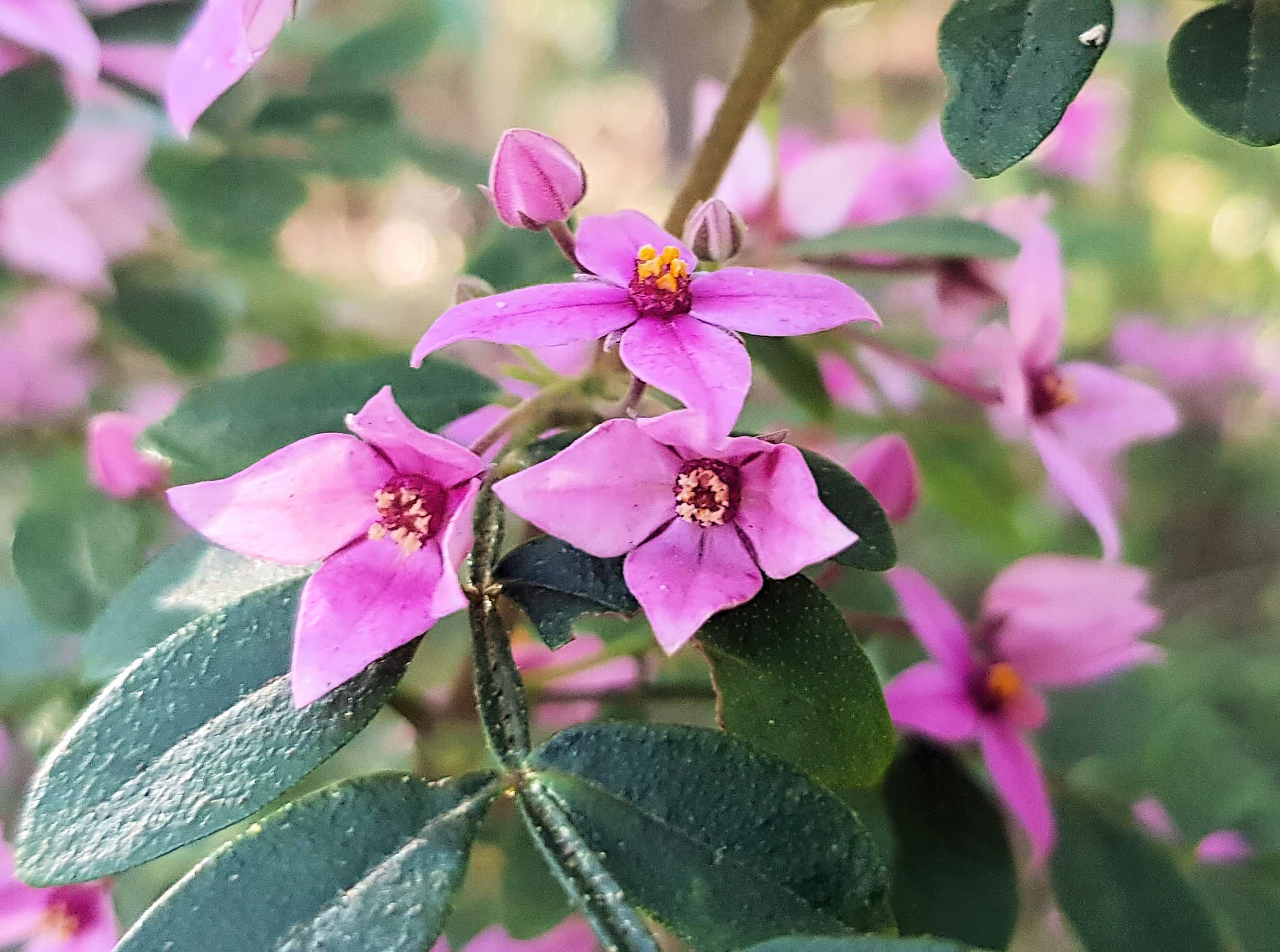 Boronia mollis x fraseri, Stony Range Regional Botanic Garden, Dee Why NSW