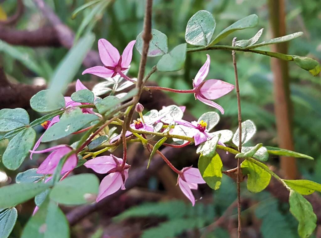 Boronia mollis x fraseri, Stony Range Regional Botanic Garden, Dee Why NSW
