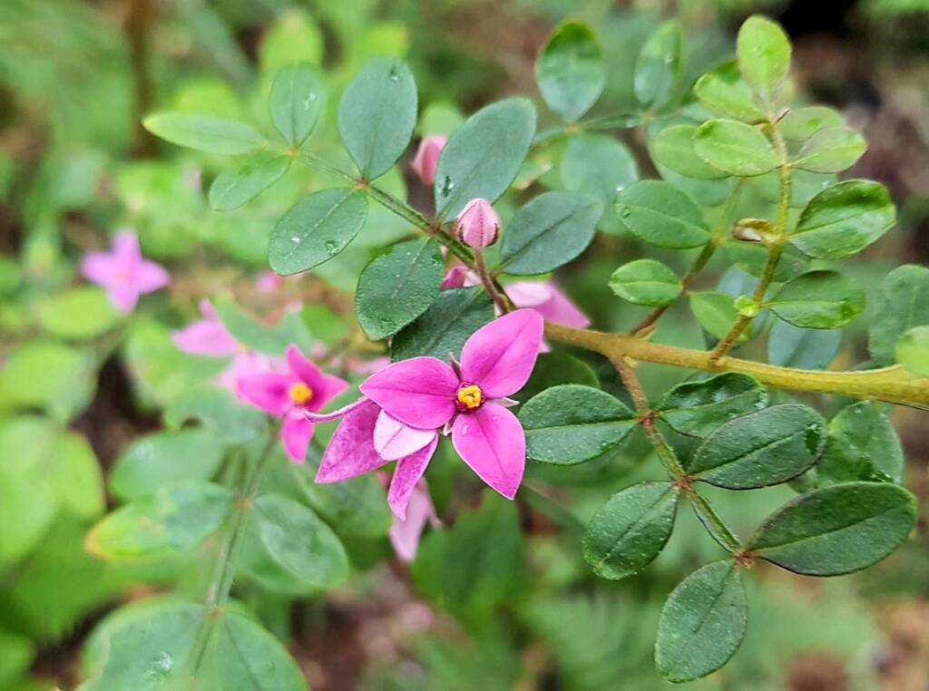 Boronia mollis x fraseri, Stony Range Regional Botanic Garden, Dee Why NSW