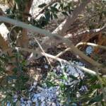 Bower of the Western Bowerbird (Chlamydera guttata) under Olive Tree, Alice Springs NT