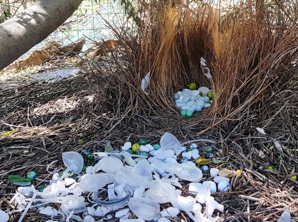Bower of the Western Bowerbird (Chlamydera guttata) under Olive Tree, Alice Springs NT