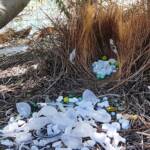 Bower of the Western Bowerbird (Chlamydera guttata) under Olive Tree, Alice Springs NT