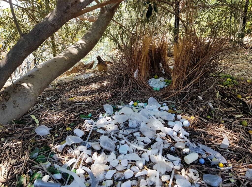 Bower of the Western Bowerbird (Chlamydera guttata) under Olive Tree, Alice Springs NT