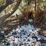 Bower of the Western Bowerbird (Chlamydera guttata) under Olive Tree, Alice Springs NT