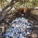 Bower of the Western Bowerbird (Chlamydera guttata) under Olive Tree, Alice Springs NT
