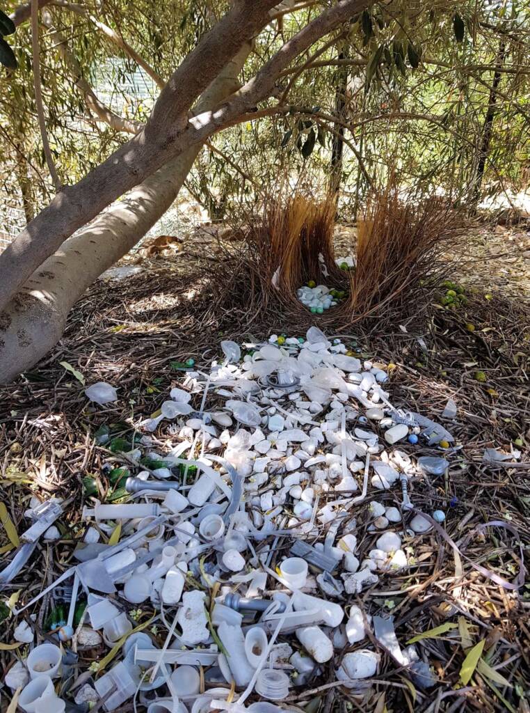 Bower of the Western Bowerbird (Chlamydera guttata) under Olive Tree, Alice Springs NT