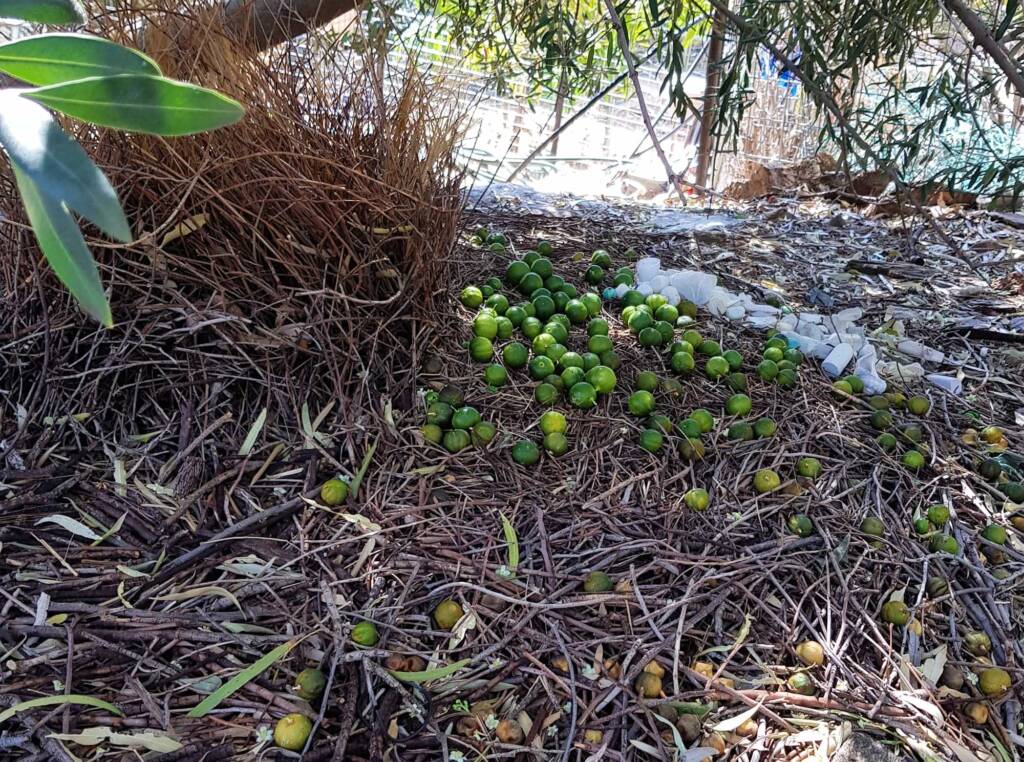 Bower of the Western Bowerbird (Chlamydera guttata) under Olive Tree, Alice Springs NT
