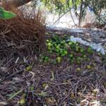 Bower of the Western Bowerbird (Chlamydera guttata) under Olive Tree, Alice Springs NT
