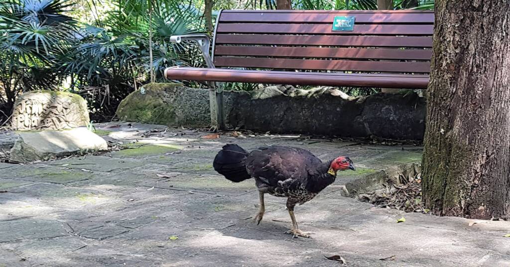 Australian Brush-turkey (Alectura lathami), Stony Range Regional Botanic Garden, Dee Why NSW