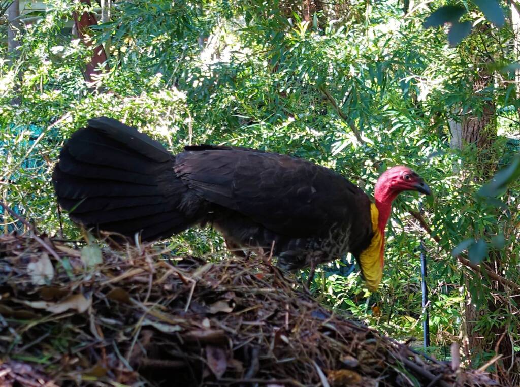 Australian Brush-turkey (Alectura lathami), Stony Range Regional Botanic Garden, Dee Why NSW