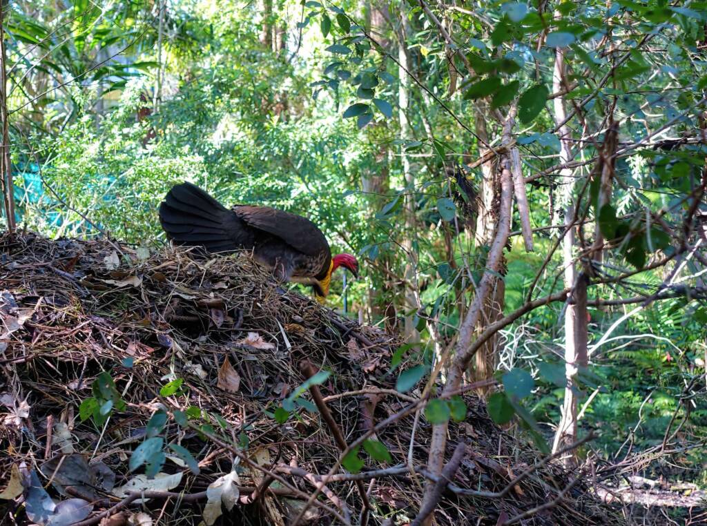 Australian Brush-turkey (Alectura lathami), Stony Range Regional Botanic Garden, Dee Why NSW