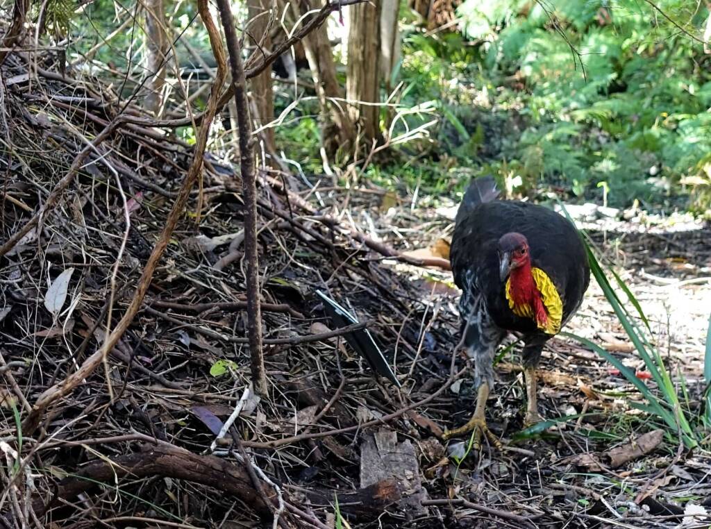 Australian Brush-turkey (Alectura lathami), Stony Range Regional Botanic Garden, Dee Why NSW