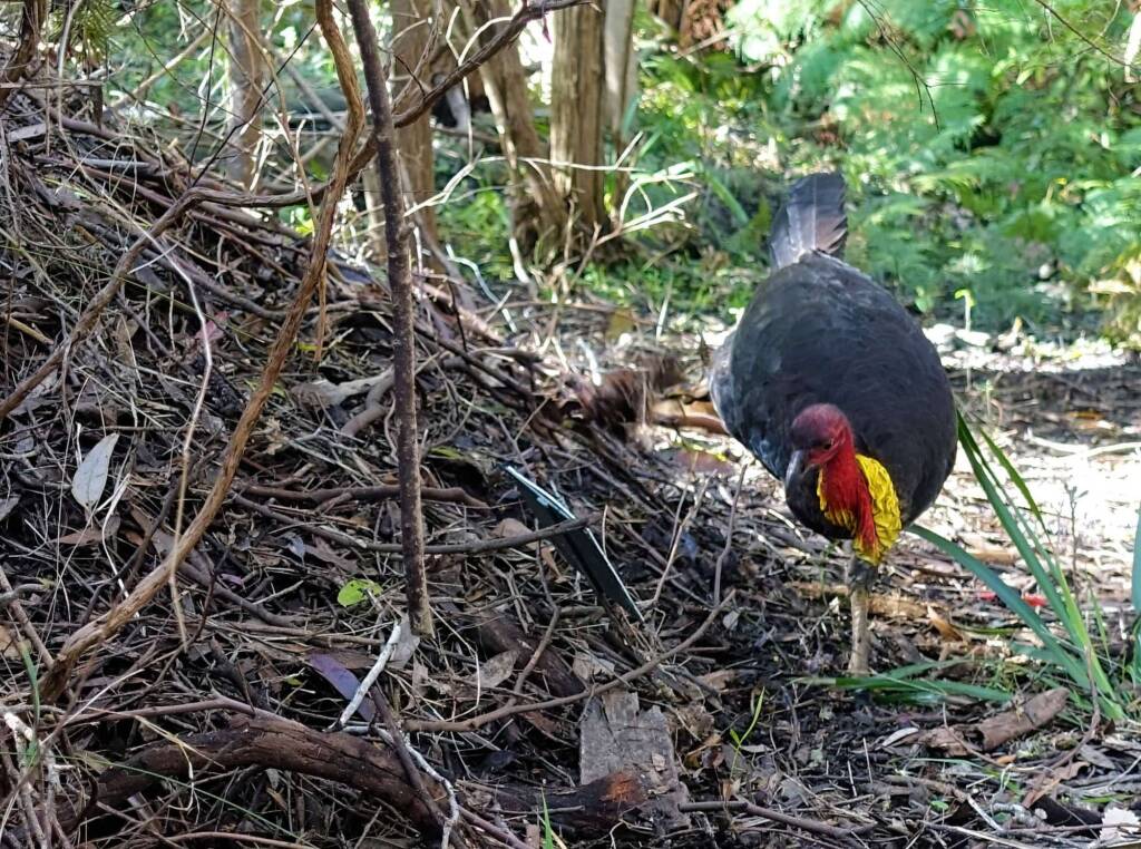 Australian Brush-turkey (Alectura lathami), Stony Range Regional Botanic Garden, Dee Why NSW